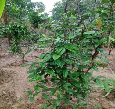 Quảng Nam: Trồng và phát triển cây ba kích tím cho đồng bào dân tộc Cơ Tu
