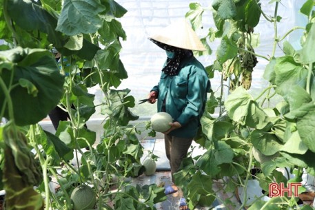 Dưa lưới Lưu Vĩnh Sơn bán hết giữa mùa dịch, nông dân phấn khởi vào vụ mới