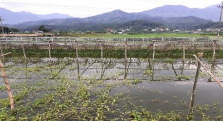 Nông dân Quang Kim thi đua sản xuất giỏi