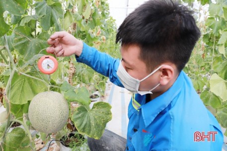 Vườn dưa lưới cho doanh thu hơn 300 triệu đồng/năm ở Nghi Xuân