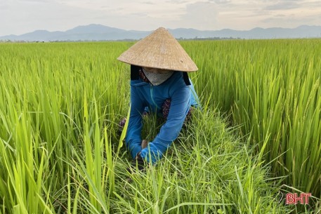 Nông dân Hà Tĩnh “bám” đồng, hy vọng vụ mùa bội thu