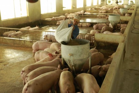 Tổ công tác 3430 - Bộ Nông nghiệp và PTNT triển khai các giải pháp trong thời gian tới