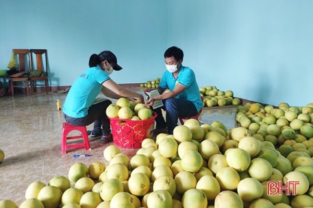 Hà Tĩnh thành lập tổ công tác hỗ trợ tiêu thụ bưởi Phúc Trạch