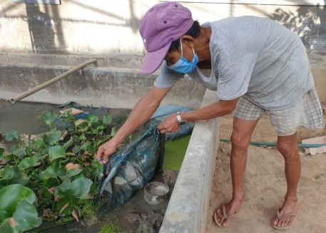 Phú Yên: Kết quả mô hình nuôi lươn thương phẩm trong bể