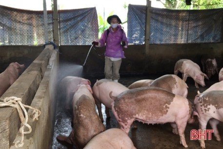 Vũ Quang triển khai tiêm phòng cho gần 44.000 con gia súc trước ngày 31/8