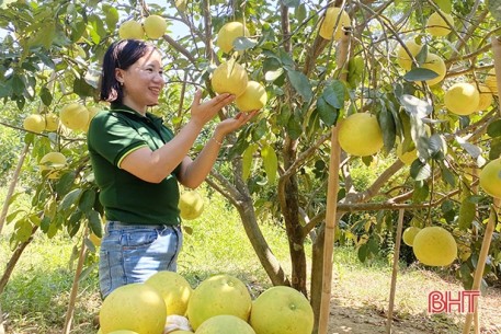 Bưởi Phúc Trạch sẵn sàng “lên sóng”