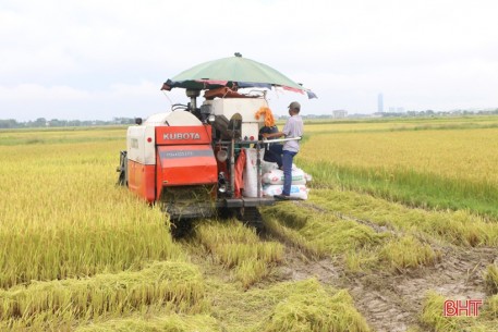 Nông dân Hà Tĩnh “chạy mưa” trên những cánh đồng lúa hè thu