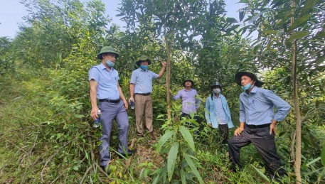 Trồng rừng thâm canh gỗ lớn từ giống mới – Hướng đi có nhiều triển vọng