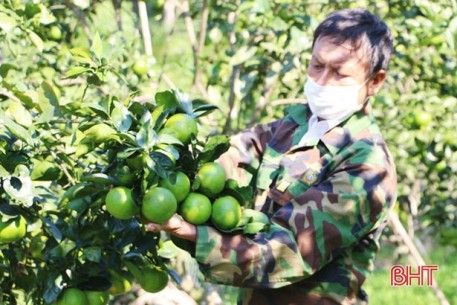 Đưa cam Vũ Quang lên sàn thương mại điện tử