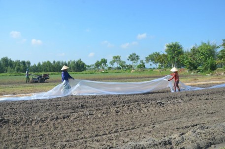 Hà Tĩnh: Chủ động sản xuất cây rau giống vụ đông