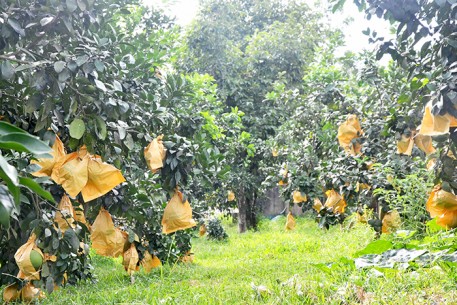 Nông dân Hương Khê “mặc áo” chống nắng cho bưởi Phúc Trạch