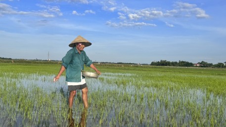 Hà Tĩnh tập trung chăm sóc lúa hè thu