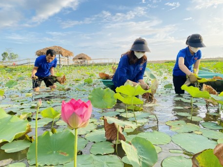 Hiệu quả kinh tế từ mô hình trồng sen trên đất trũng