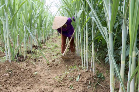 Vũ Quang: Tập trung chăm sóc mía nguyên liệu