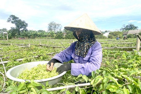 Cây thiên lý “bén duyên” trên đất vườn đồi xã Sơn Tiến