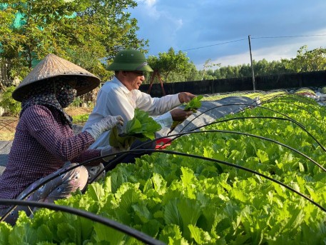 Kỹ thuật trồng và chăm sóc rau màu vụ Đông