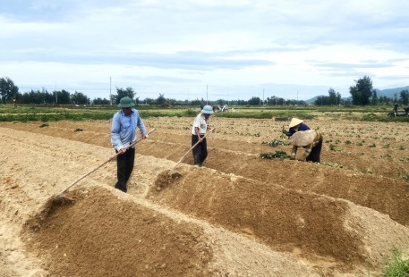 Tranh thủ thời tiết thuận lợi, nông dân Thịnh Lộc xuống giống khoai lang vụ Đông