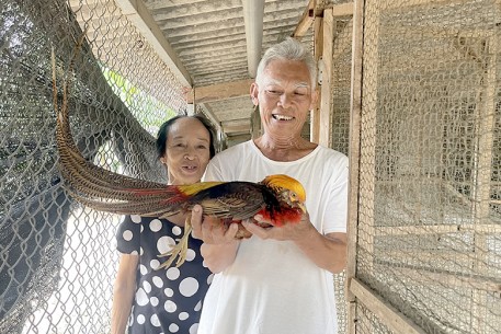 Nuôi loại chim quý, giá bán cao