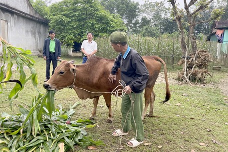 Hỗ trợ bò giống - mô hình tạo sinh kế giúp hộ nghèo thoát nghèo bền vững