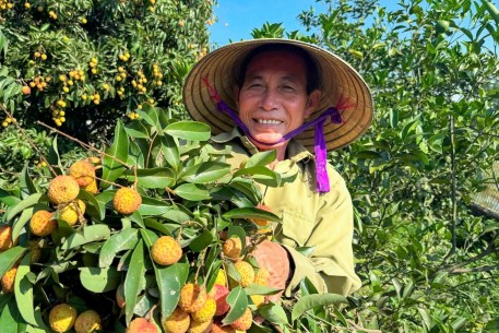 Vải thiều được mùa trên đất Kỳ Hoa