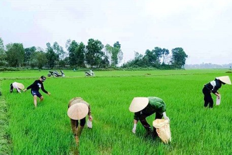 Ốc bươu vàng gây hại trên lúa hè thu ở Hà Tĩnh