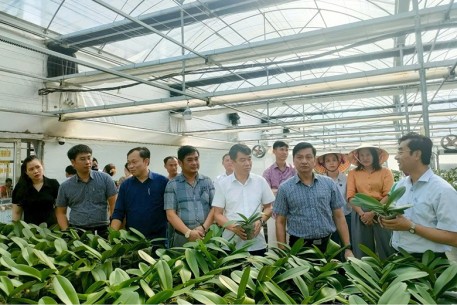 Ứng dụng công nghệ cao trồng lan hồ điệp: Giải pháp xanh thích ứng biến đổi khí hậu tại Hà Tĩnh