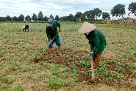 Người dân Hà Tĩnh tích cực ra đồng chăm sóc cây đậu xanh  vụ Hè thu