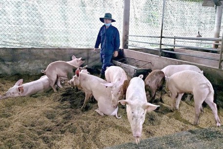 Biến chất thải thành tài nguyên: Mô hình chăn nuôi tuần hoàn ở xã Đức Thịnh