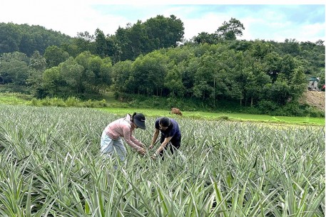 Một năm “chuyển mình” của Vũ Quang: Từ đất keo tràm đến trái ngọt dứa Cayenne
