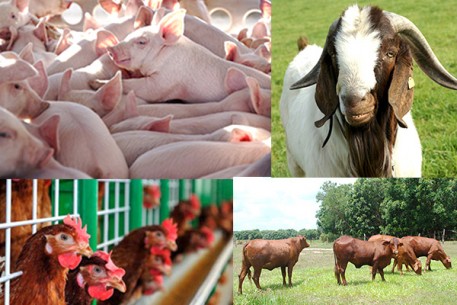 Hà Tĩnh ban hành Nghị quyết quy định mức hỗ trợ khắc phục dịch bệnh động vật