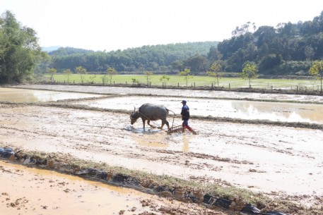 Nông dân xã Thượng Đức tập trung làm đất, xuống giống sản xuất lúa vụ xuân năm 2026