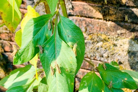 Chủ động phòng trừ châu chấu tre, bảo vệ sản xuất cây trồng