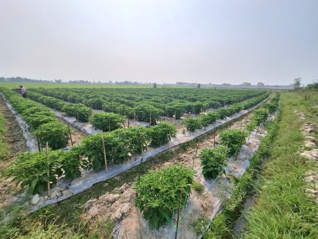 Ớt “siêu cay” Habanero mở hướng sản xuất mới tại xã Toàn Lưu