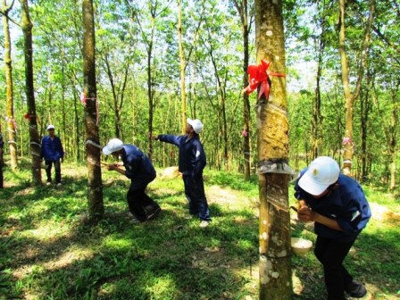 Hơn 2.500 ha cao su của Cty đã đi vào khai thác