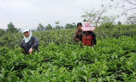 Chè Tây Sơn. Ảnh: Đậu Bình