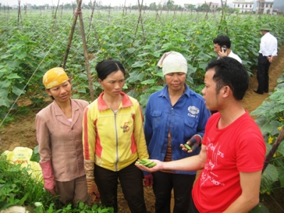 Kỹ sư nông nghiệp hướng dẫn người dân xã Nga An cách trồng và chăm sóc dưa chuột bao tử.