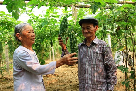 Nhờ chú trọng đầu tư phát triển kinh tế vườn, hộ gia đình ông Nguyễn Văn Trung ở thôn Tân An, xã Cẩm Bình có thu nhập hàng trăm triệu đồng.