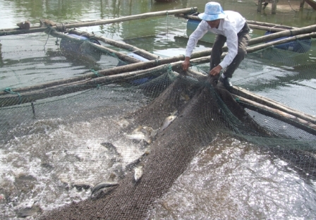 Nuôi cá chẽm bằng lồng ở Thạch Sơn - Thạch Hà