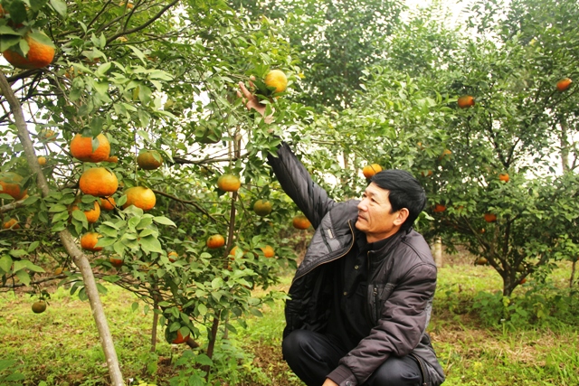 MÔ HÌNH  TRỒNG CAM CHANH - Trần Nhật Tân