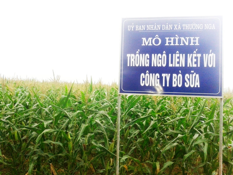 Mô hình trồng ngô