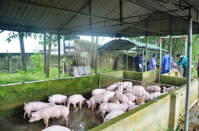 MÔ HÌNH THT CHĂN NUÔI LỢN QUY MÔ NHỎ LIÊN KẾT VỚI DOANH NGHIỆP