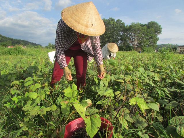 Vũ Quang: Năng suất đậu Hè Thu thấp hơn 3,10 tạ/ha so với cùng kỳ năm trước