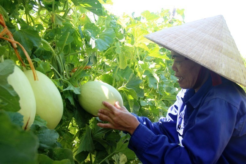 Giống dưa Kim Cô Nương mở ra hướng đi mới cho người dân ở vùng đất cát ven biển Hà Tĩnh mang lại giá trị kinh tế cao cho người dân