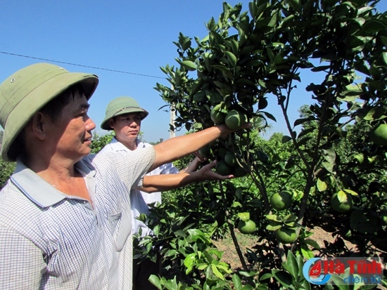 Ông Lữ Thanh Bình (thôn Quang Thành, xã Đức Lĩnh, huyện Vũ Quang) thu nhập hàng trăm triệu đồng từ kinh tế vườn đồi