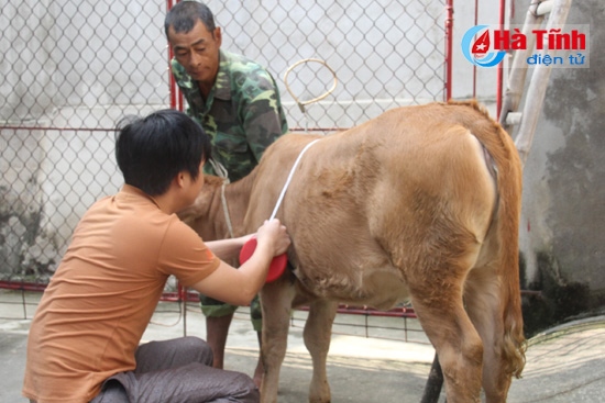 Mitraco Hà Tĩnh thu mua bê nuôi liên kết cho nông dân