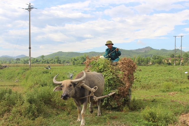 Vũ Quang: Sản lượng Lạc tăng 108,2%