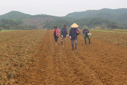 Bà con nhân dân Hương Minh gieo Trà Ngô Đông chính vụ