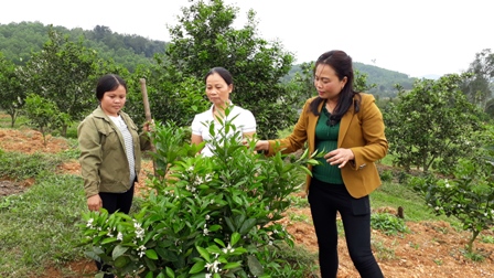 Cam là cây chủ lực trong phát triển kinh tế của gia đình chị Nga (ngoài cùng bên trái)