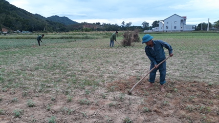 Bà con nông dân xã Ân Phú làm cỏ cho đậu Hè Thu