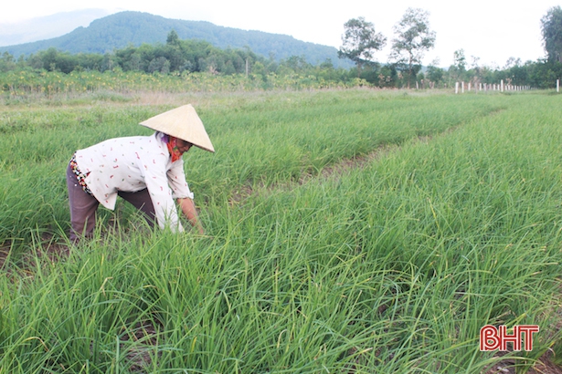 Gần 300 triệu đồng/ha hành tăm, dân Thiên Lộc thi nhau mở rộng diện tích